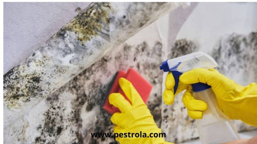 commercial pest control service in bangladesh